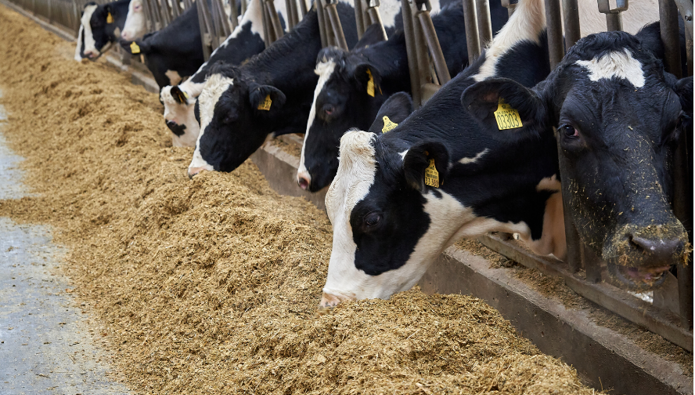 Becoming a livestock auctioneer