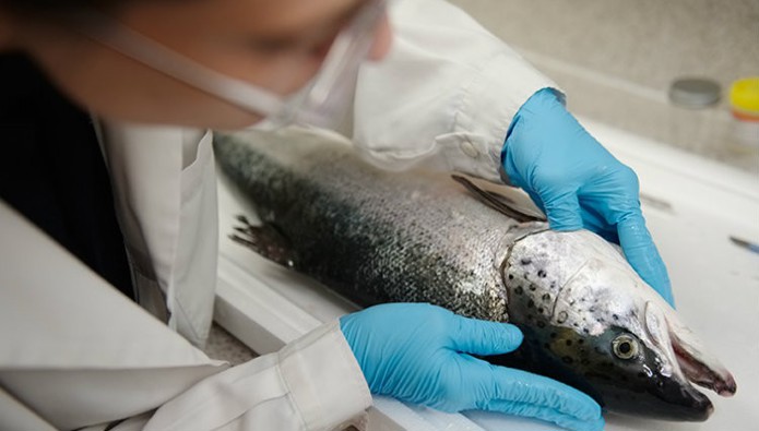 Early warning system aims to get to the heart of salmon disease