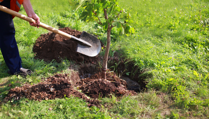 Think global and plant local to tackle climate change